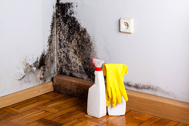 Why You Should Choose Our Mold Remediation Services in Bloomingdale, NJ